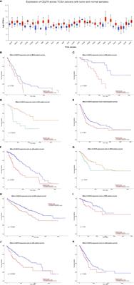 The Role of CD276 in Cancers